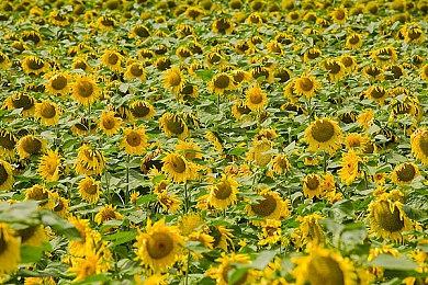 《黎明杀机》单人剧情游戏将在TGA正式公开